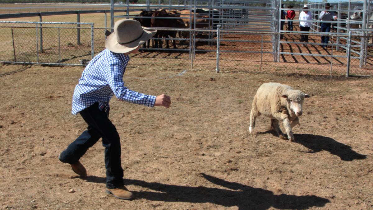Digby Fysh pitted his wits against a determined young Merino in the sheep boxing event at the Landsborough Flock Ewe Show, one of many enjoying a fun day out.