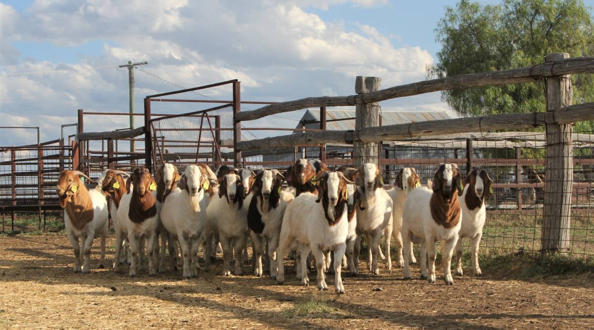 The sale Boer bucks are getting used to being in yard conditions.