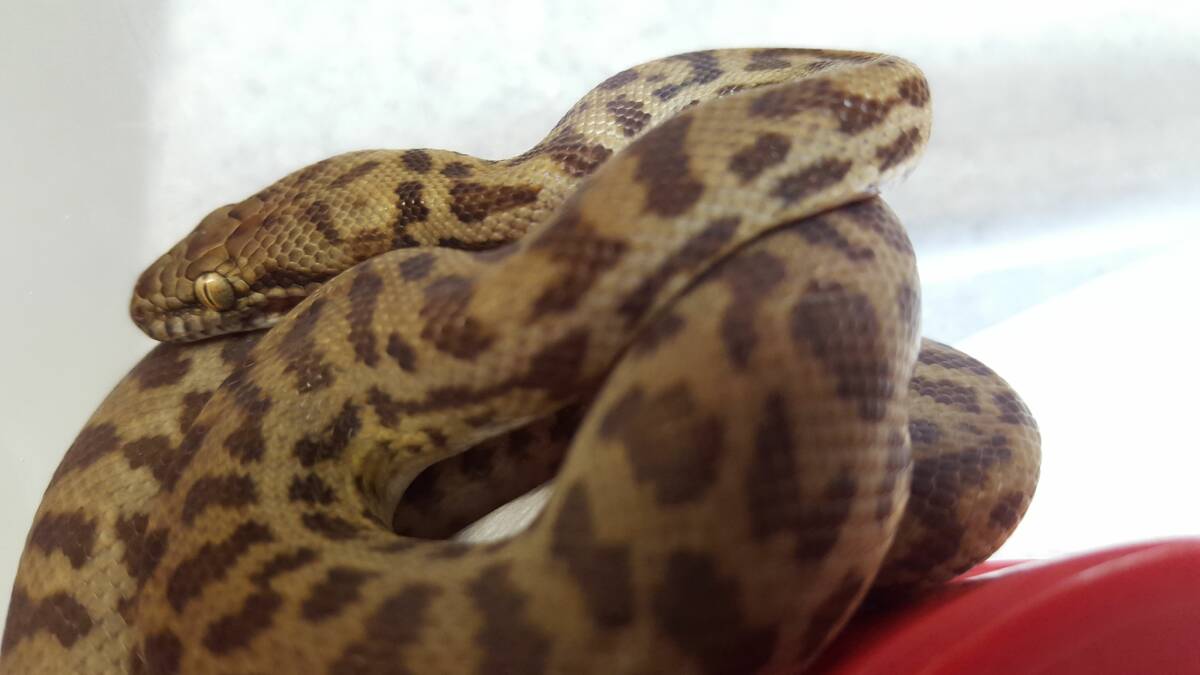 Inland Queensland's snakes are one of the popular targets for illegal wildlife smugglers. File photo.