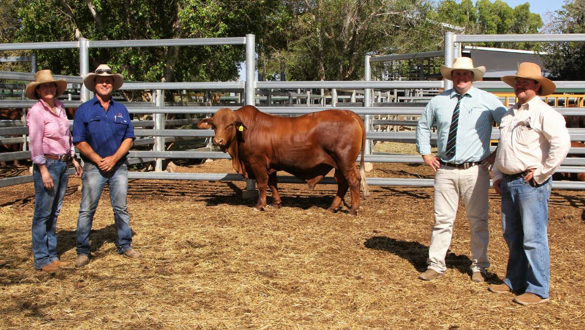 Vendors Julie and Dean Allen, Western Red Droughtmasters, Longreach, pictured with the top priced bull Western Red Maxi, selling agent Trent McKinlay, and purchaser Hamilton Donaldson, Medway Droughtmaster stud, Bogantungan. Picture - Sally Cripps.