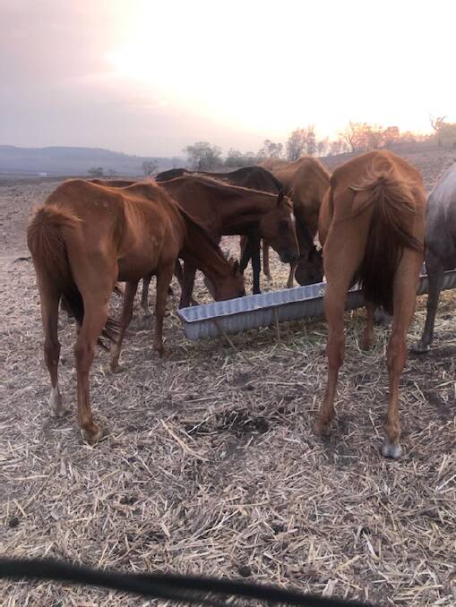 Eight emaciated horses remain alive on the Gowrie Mountain area property where 32 others have died.