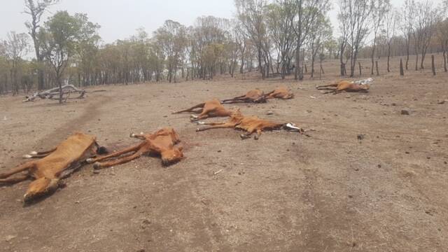 Thirty-two horses, including seven thoroughbreds, have died on a property in the Gowrie Mountain area.