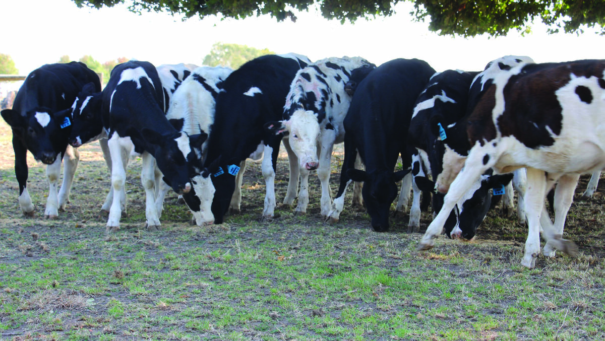 CHOICES: Calves at the Suares dairy farm at Larpent, Vic.
