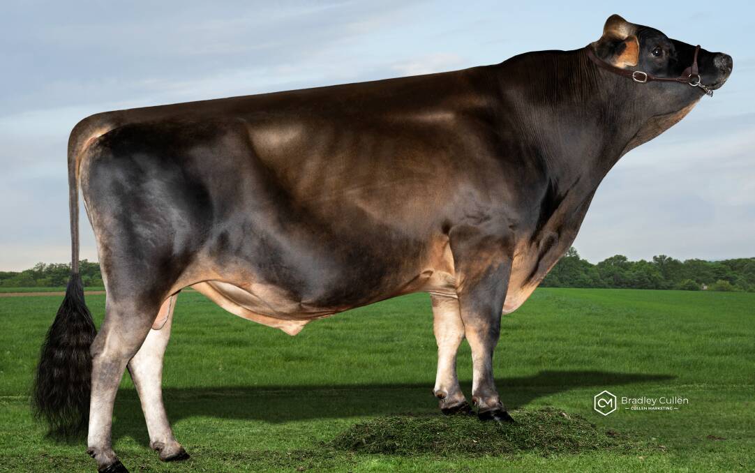 IMPROVER: Douggan increasing 30 BPI with improved overall type, mastitis resistance and fertility in the December Australian Breeding Values release.