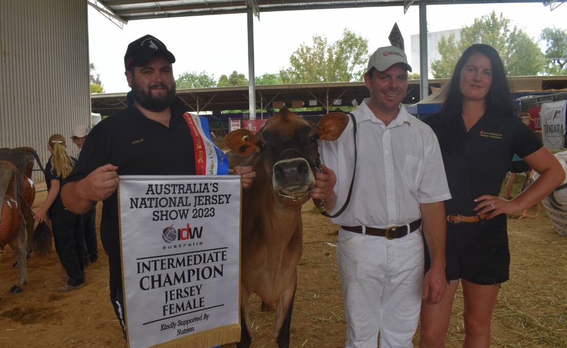 The 2023 International Dairy Week intermediate champion Jersey, Lightning Ridge MB VIP Fabienne, with owners Luke Randle and Mitchell and Lyndsey Flemming, Newry, Vic. Picture by Alastair Dowie