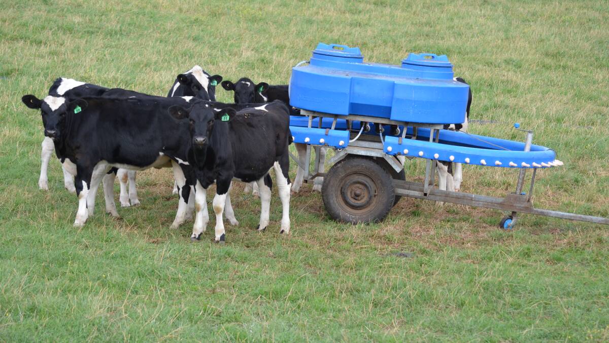 Feeding calves sufficient quantities of milk ensures they are healthier and meet growth targets. Picture by Carlene Dowie 