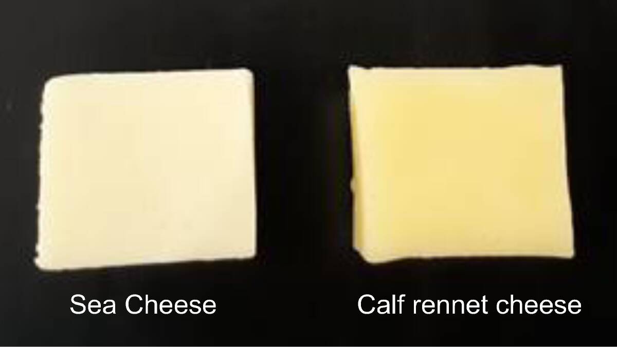 Figure 1: Colour comparison of sea cheese and calf rennet cheese.