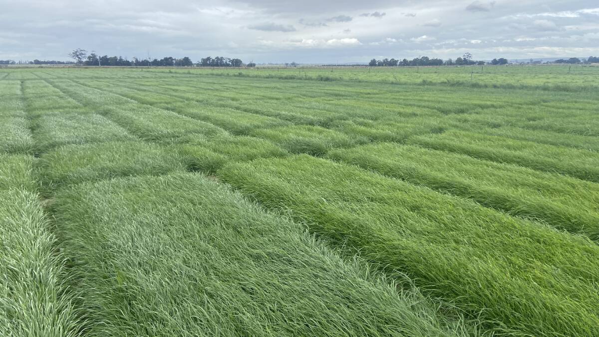 An irrigated perennial ryegrass Pasture Trial Network trial at Nambrok in Gippsland, Vic, sown in April 2023. Picture supplied by Dairy Australia