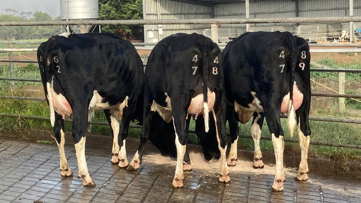 DOMINANT: Daughters of ABS Jeronimo - Australia's top Holstein bull. Jeronimo is also the sire of the two top Holstein cows.