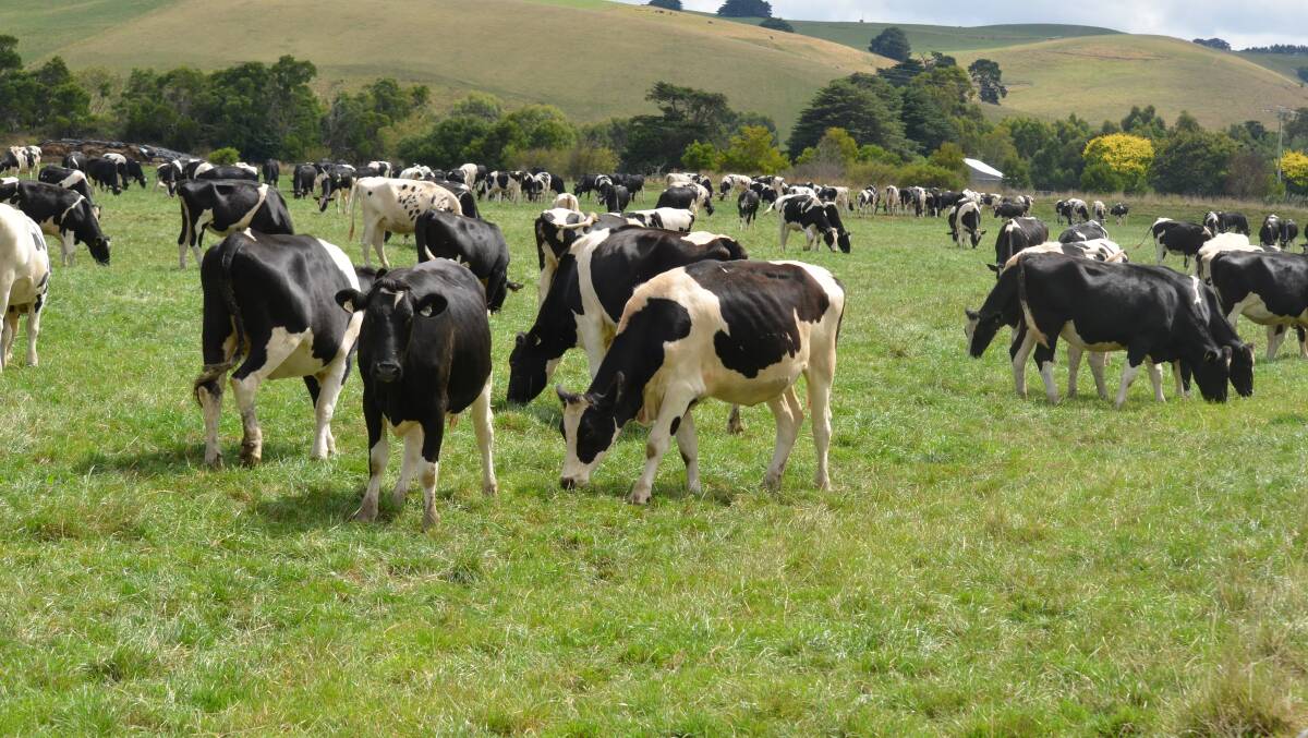 A system based on cows directly grazing pasture delivers profit and resilience, according to farm economist David Beca. File picture by Carlene Dowie