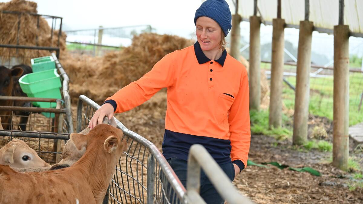 All calves are retained on Shelley Scott's farm. Picture supplied by Allflex