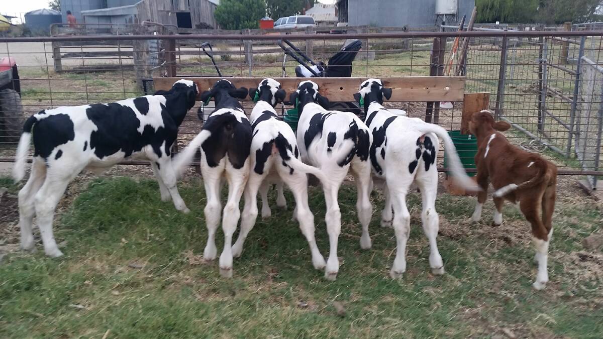 BODY CONDITION: Calves fed ad lib milk have excellent body condition and show no evidence of scouring. Picture courtesy Meadridge Farms