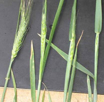 Figure 2: Growth stages: R - L Early, mid, late and full ear emergence.