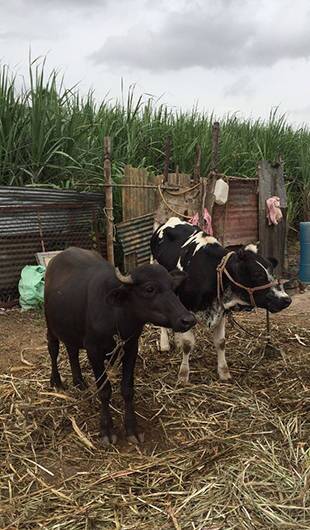 TWO COWS: Most of Indian's milk is produced by smallholder farmers with as few as two animals.