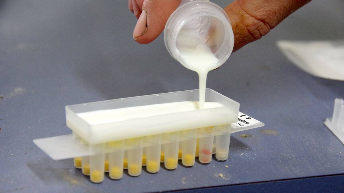 TEST KIT: The milk sample is poured into the test kit and colourmetric testing ensures samples are sent for diagnosis by cloud-based technology.