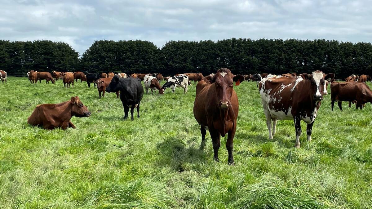 Pasture improvement has been a key focus for the Blasches. Picture supplied by WestVic Dairy