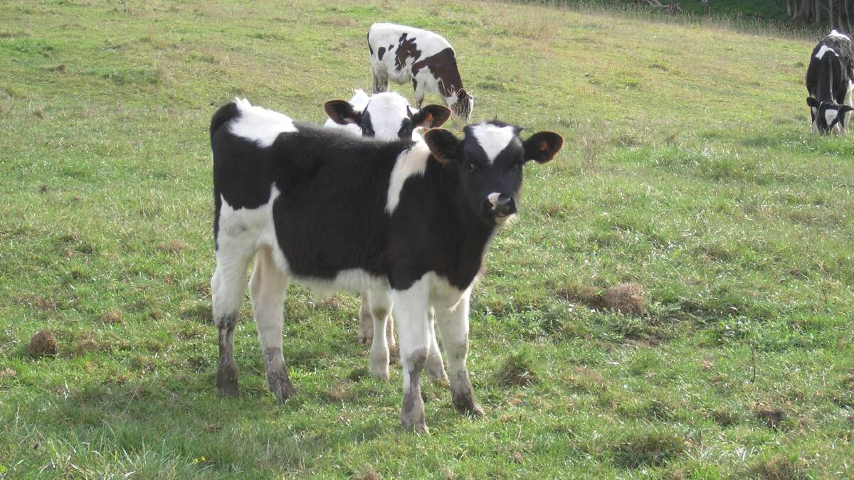 Anyone planning to sell calves must ensure they meet the National Livestock Identification Scheme requirements.