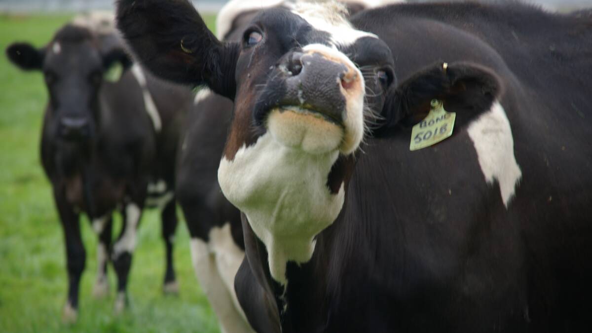 SQUEEZE: Combined global milk supply growth in the major dairy-exporting regions will dip into negative territory this quarter, according to Rabobank.