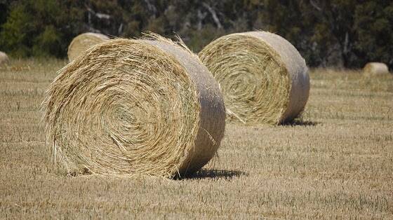 QUALITY HAY: Cutting as early as possible in the season, weather permitting, will produce highest quality hay.