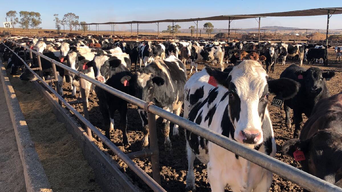 NEW SOURCE: Dairy steers on a feedlot may become more common as dairy farmers look to help fill the beef supply chain.