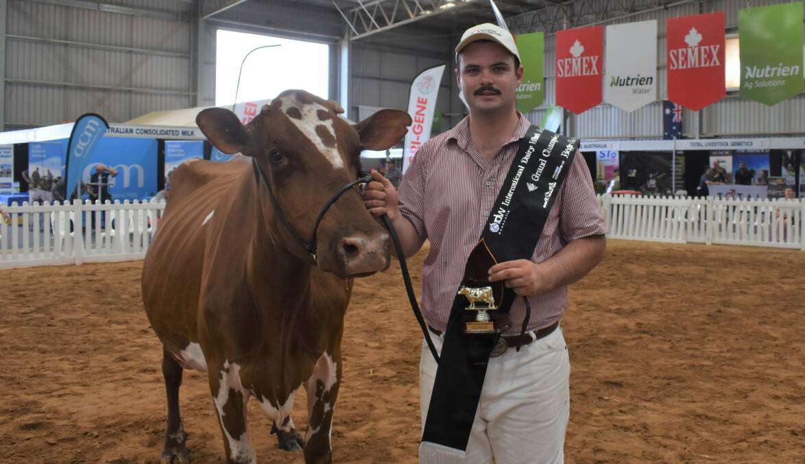 Senior and grand champion Illawarra at 2023 International Dairy Week was Illinga Handsomes Homerun, shown by the Coburn Family, Horefield, Vic, led by Kieran Coburn. Picture by Alastair Dowie