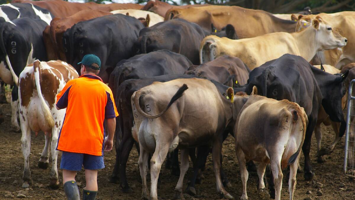 CONFIDENCE BOOST: NSW dairy farmers are confident about this season on the back of a profit lift last season.