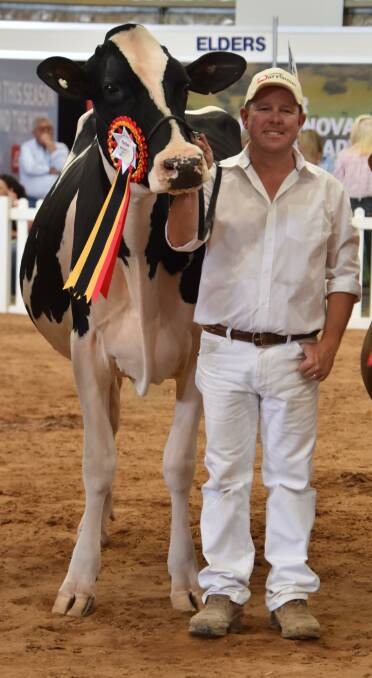 The 2024 International Dairy Week interbreed intermediate champion cow Eclipse Perennial C Princess with owner Brad Gavenlock. Picture by Carlene Dowie 
