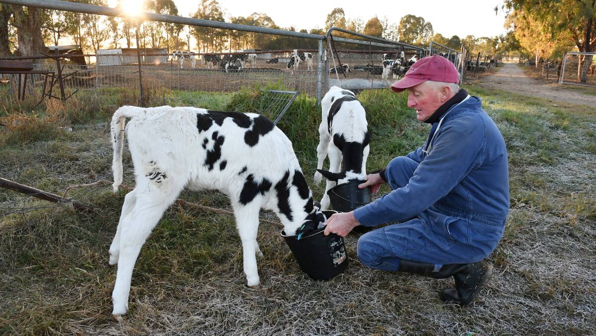 SIGNIFICANT IMPACT: Theileria costs NSW farmer Terry Tout, who has now exited the dairy industry, dearly.