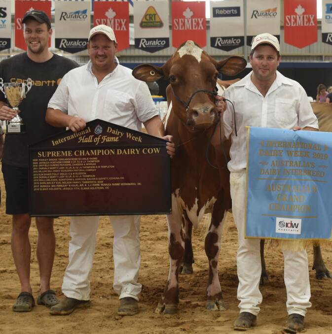 ULTIMATE GLORY: The ultimate glory at International Dairy Week is to be named the Australian Grand Champion cow. Pictured at last year's event are Daniel Bacon, Ben Govett and Glen Gordon with the champion Wallumlands Sunstorm 8.