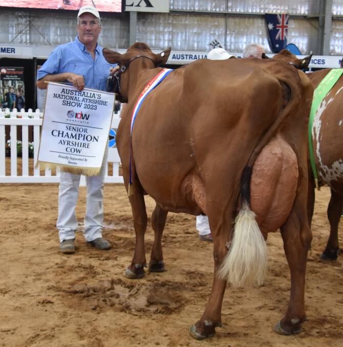 The 2023 International Dairy Week Ayrshire senior champion Parkville Burdette Katie with owner James Dillon, Ruby, Vic. Picture by Carlene Dowie