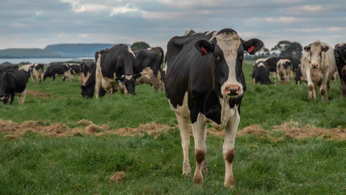 HERD: The Korpershoeks will milk 350 cows this year.