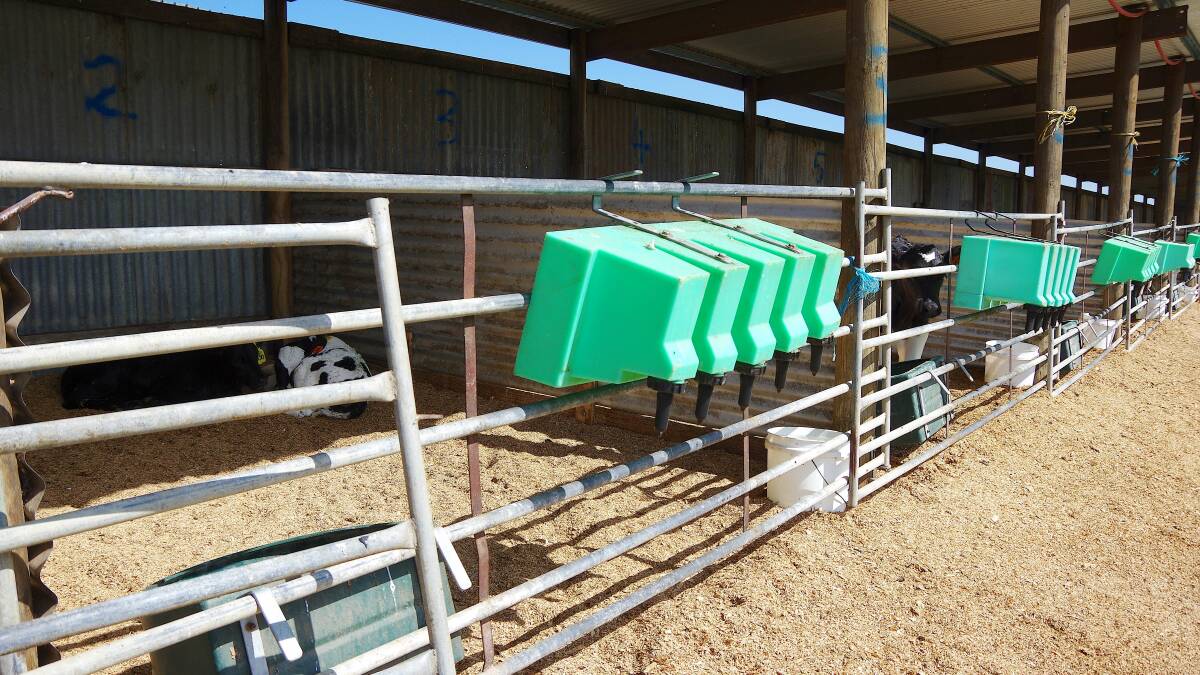 The calf pens were built using recycled materials, with open fronts and an easterly aspect to capture the sun. 