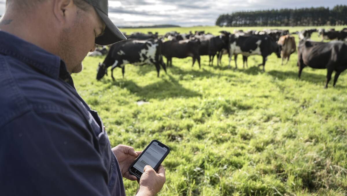 Woodrising Dairies farm manager Troy Ainslie checks pasture growth rate information on an app on his phone. Picture by Oscar Sloane