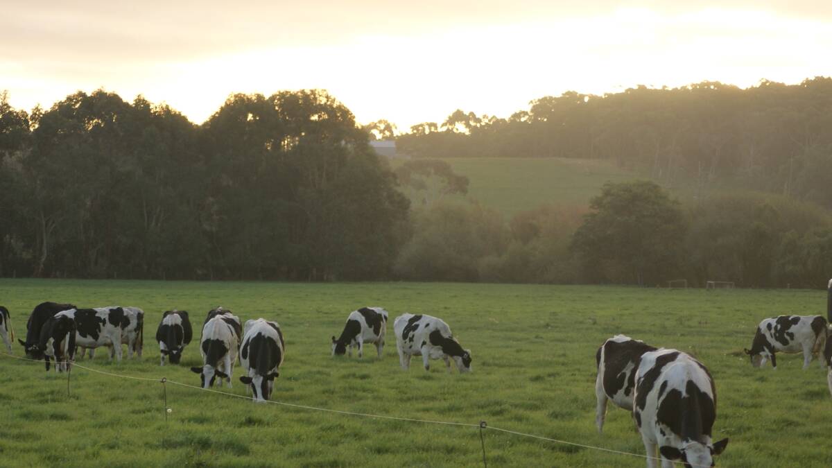 DUAL FOCUS: The Andersons run a successful commercial dairy farm as well as a stud operation.