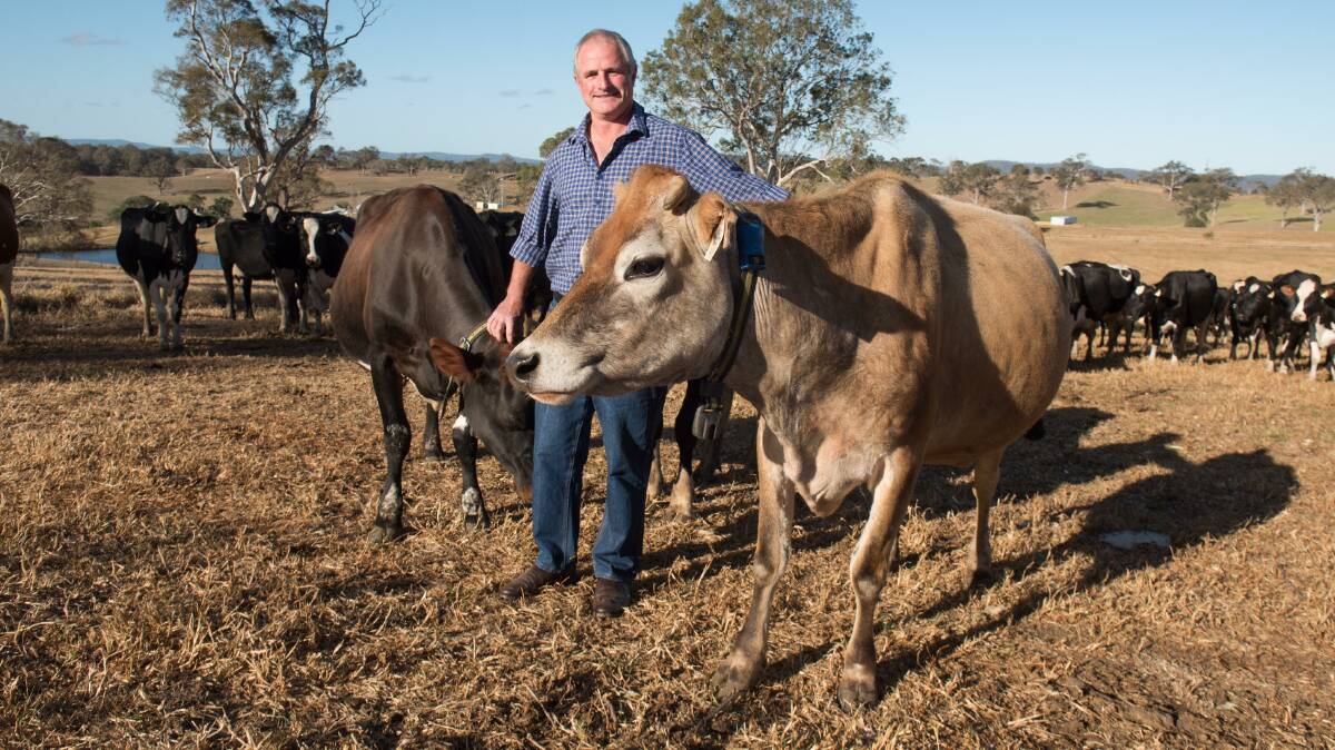 Phil Ryan's cows are fitted with collars, which he says have improved conception rates by 10 per cent. Picture supplied