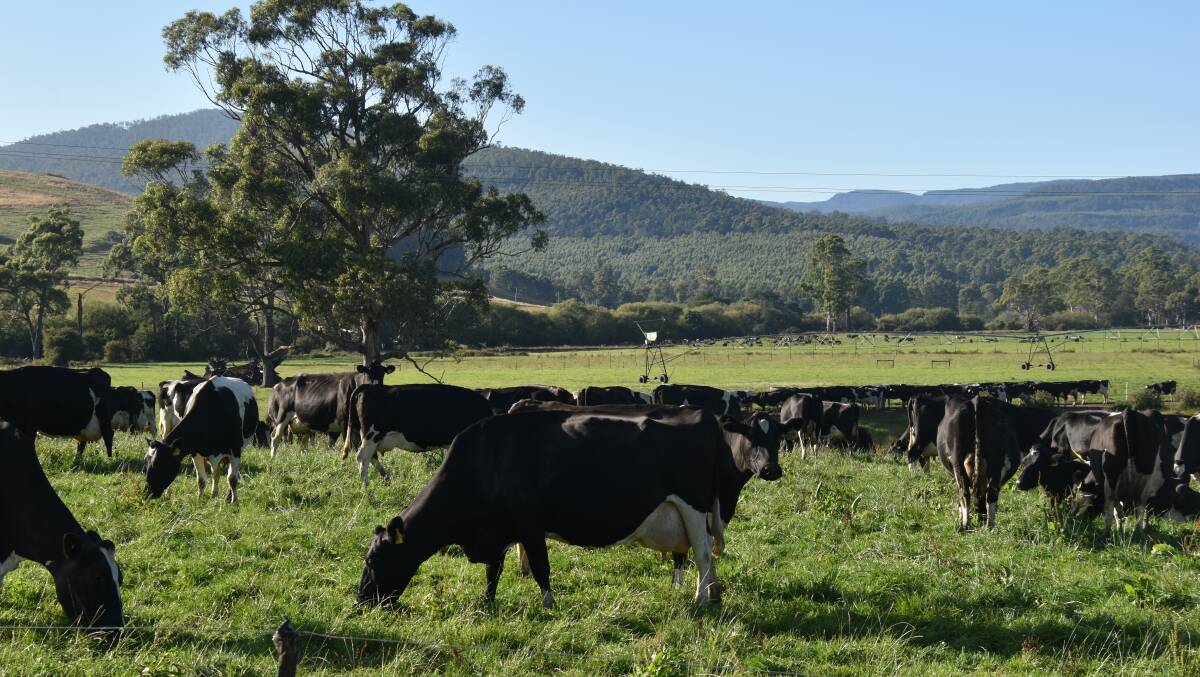 Part of the Dornauf herd at the Gala farm, where four-way grazing is used to drive robot utilisation rates. Picture by Carlene Dowie