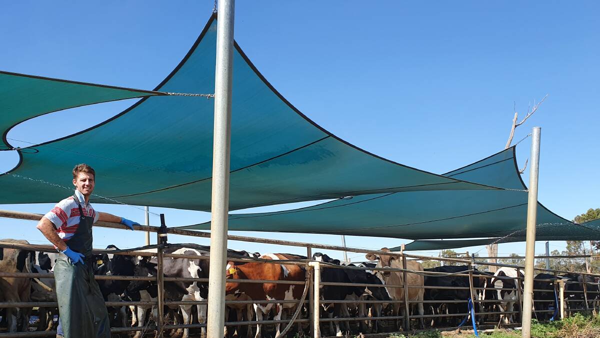 COOL COWS: Wyuna, Vic, dairy farmer Alec Young keeping his herd cool before milking with shade sails and sprinklers.