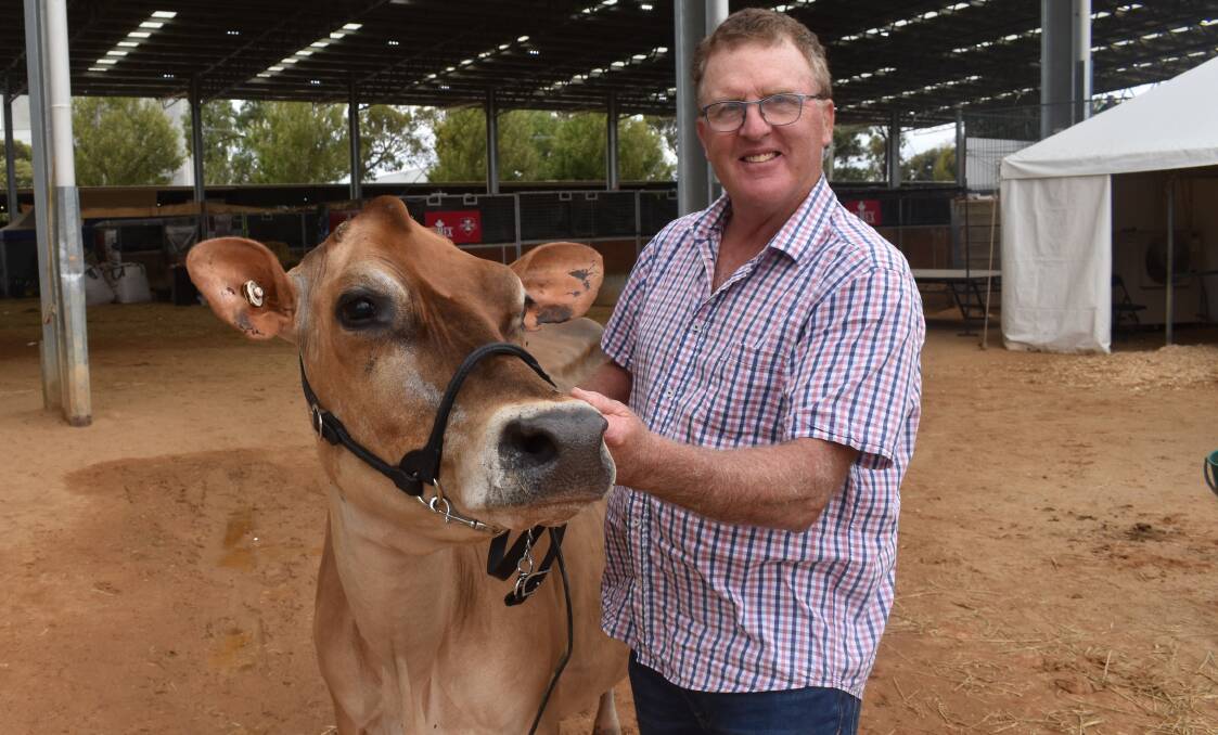 Owner of the 2023 International Dairy Week grand and senior champion Jersey Kings Vale Joel Madge, Roger Perrett, Kongwak, Vic, couldn't have been more happy with the result. Picture by Alastair Dowie