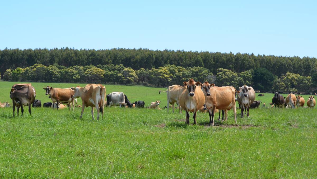 BENEFITS: Jersey Australia says farmers are increasingly seeing the benefits of Jerseys.