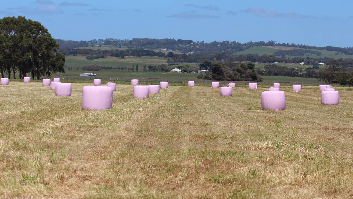 PINK BALES: The pink silage bales on the farm outside of Colac, Vic. 
