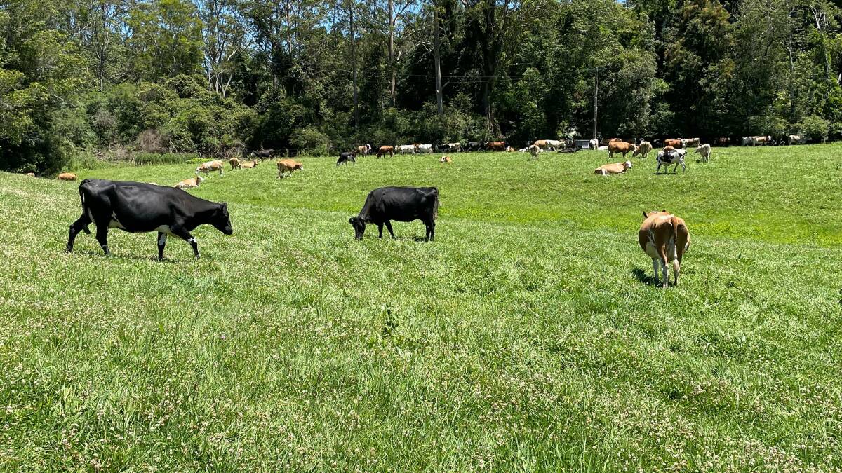 PASTURE FOCUS: The grazing goal at Benmar Farm is to maximise the 'milkability' of the pastures year-round.