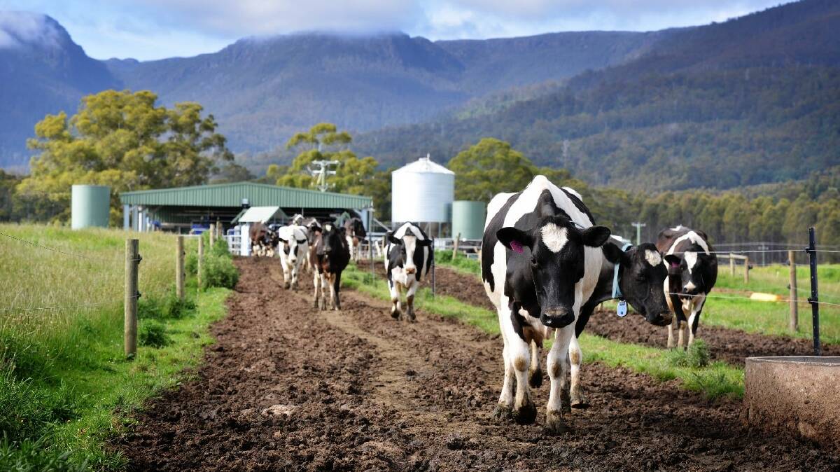 DECISION TIME: A joint project led by NSW Department of Primary Industries (DPI) in collaboration with Dairy Australia and DeLaval has launched a world-first decision-support tool for pasture-based automated milking systems.