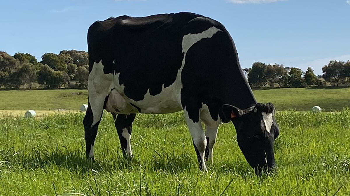TOP CROSSBRED: Barley Dew David Bree is one of the top-performing cows in the Davies herd.