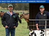 South Australian dairy farmer Rick Gladigau (at left) and western Victorian dairy farmer Ben Bennett (at right) are seeking to be Australian Dairy Farmers president. File pictures
