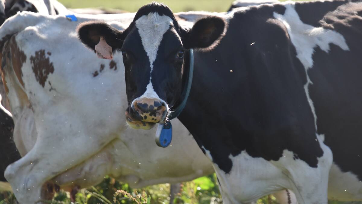 ANZ says the issue of how Australian farmgate milk prices are set could have a marked impact of the dairy landscape. File picture by Carlene Dowie