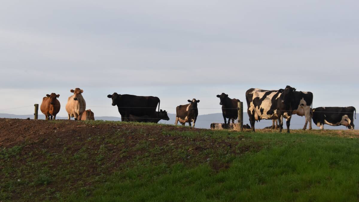 The Australian Dairy Conference was told that reducing greenhouse gas emissions could be an opportunity for the dairy industry. File picture by Carlene Dowie