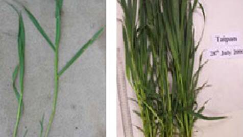 Figure 1: Cereal plant in boot (L) and stem elongation (R) stage.