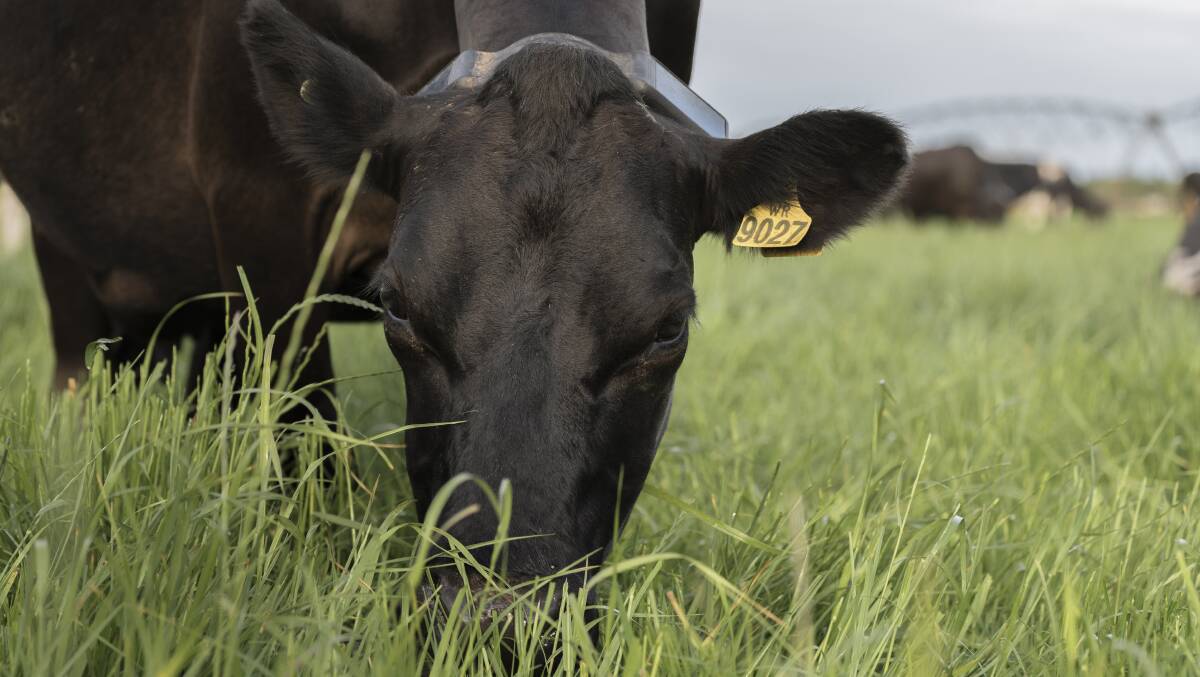 A cow wearing a Halter collar grazes in a paddock with a virtual fence. Picture by Oscar Sloane