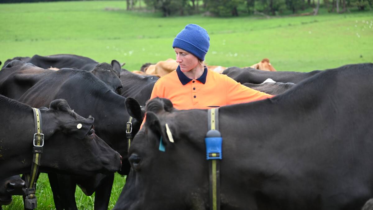 Shelley Scott uses collars on her cows to monitor their health. Picture supplied by Allflex