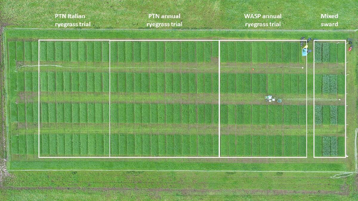 FIGURE 1: A drone map of the West Australian Seed Productivity trials site.